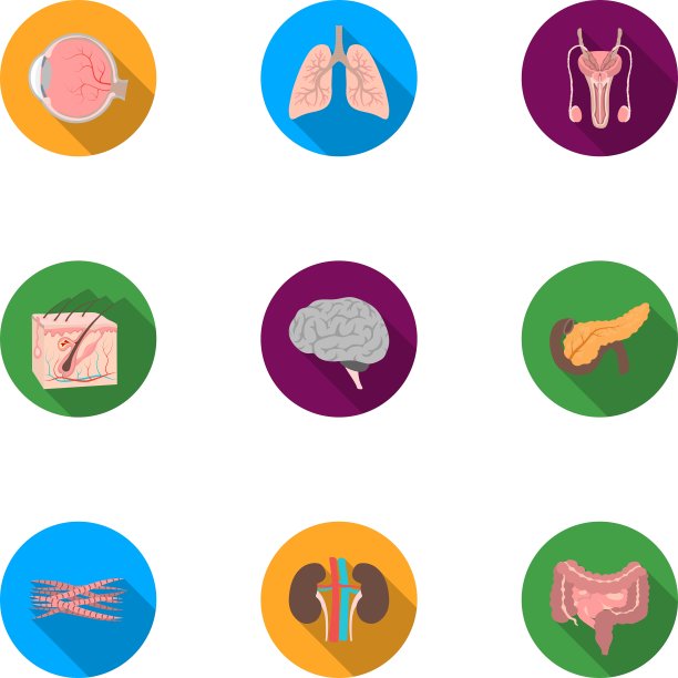 器官设置图标在扁平风格大收集图片下载