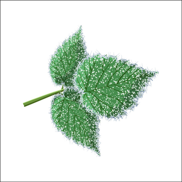 晨霜在覆盆子上沉积软霜图片下载