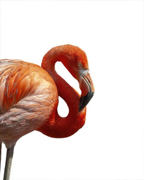 火烈鸟孤立在白色图片下载