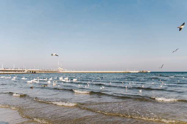冬天，波罗的海上的天鹅和海鸥，描绘波兰城市。许多海鸟，海鸥和天鹅，在海岸附近吃东西。海边有许多鸟类，野生动物图片。概念、水鸟、户外图片下载