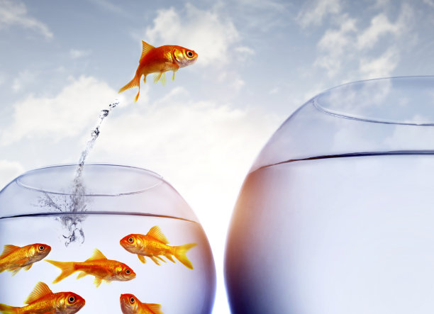 金鱼从一个拥挤的碗里跳出水面图片下载