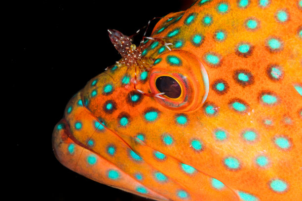 鼻子上长了只虾的鱼图片下载