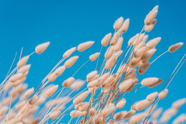 兔子尾巴草复古风格;自然背景图片下载