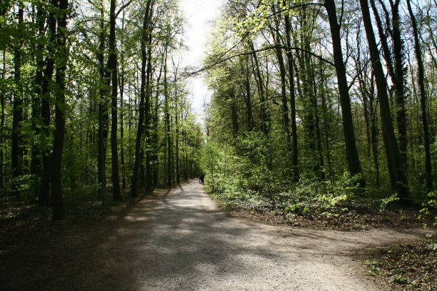 森林里的步行者和运动员图片下载