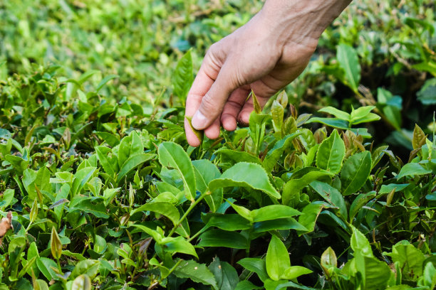 采茶，近处，双手采摘茶叶图片下载