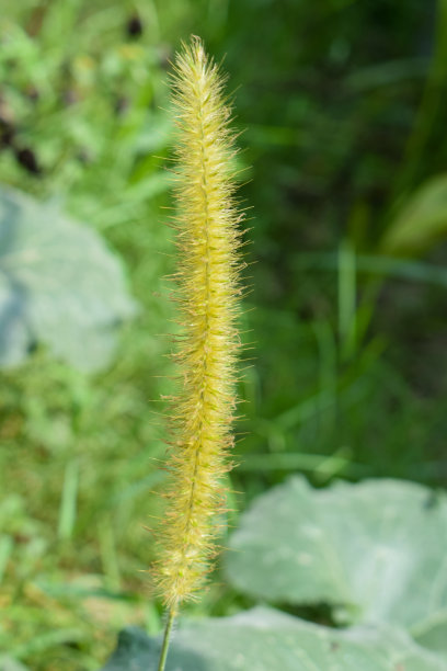 一种非常美丽的白色灌木花盛开在野生的自然栖息地图片下载