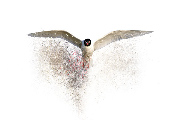 鸟类。分散,飞溅的效果。白色背景。图片下载
