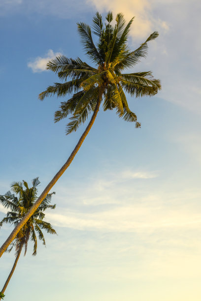 天堂阳光沙滩椰子树和绿松石海。图片下载