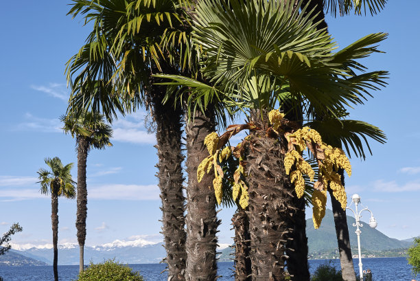 特拉奇卡普斯财富棕榈树图片下载