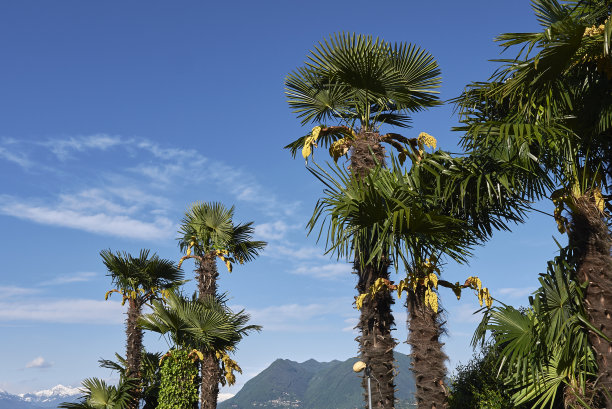 特拉奇卡普斯财富棕榈树图片下载