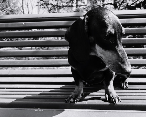 愤怒的小猎犬图片下载