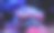 Duncanopsammia是一个大的水螅石质(LPS)珊瑚- Duncanopsammia axifuga图片下载