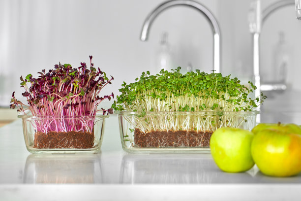 厨房桌子上放着绿色的新鲜植物和苹果图片下载