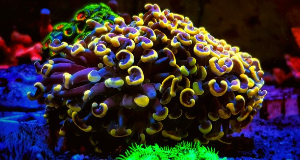 金戟锚脂多糖珊瑚-金戟科图片下载