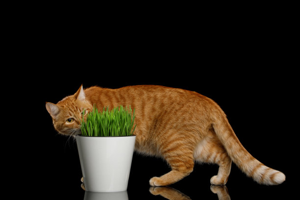 黑色背景上的猫正在吃麦草图片下载