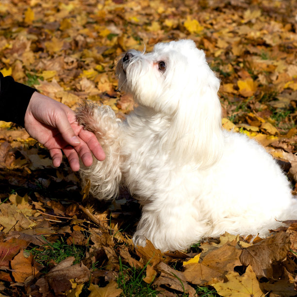 没有人的爱和团结的概念。快乐的小白狗坐在人的手图片下载