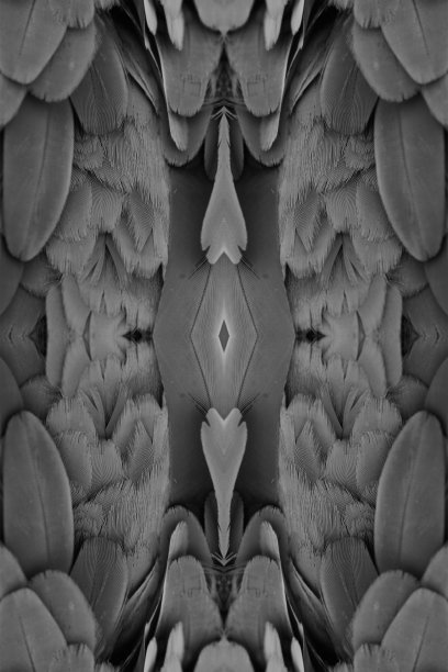 蓝黄金刚鹦鹉图片下载