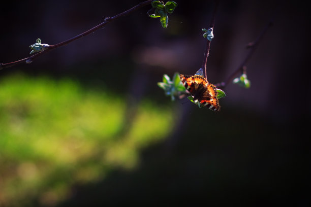 蝴蝶在第一个春天的叶子图片下载