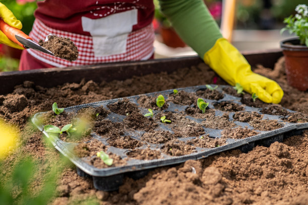 照片中，一名妇女在温室的杯中种植幼苗。女人的手触摸着植物。在早春为花园做准备的季节。图片下载