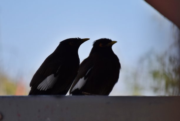 一对鹩哥图片下载