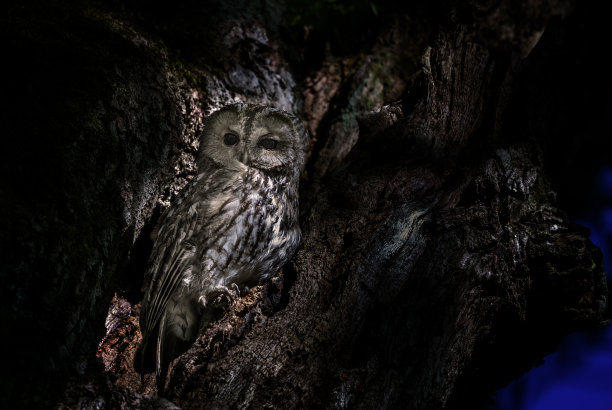 林鸮图片下载