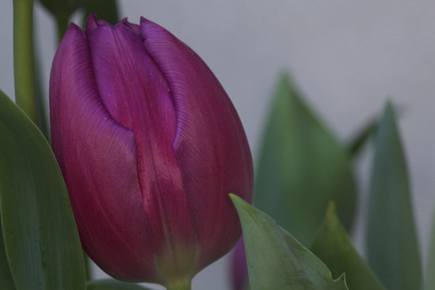 一朵盛开的紫色郁金香图片下载