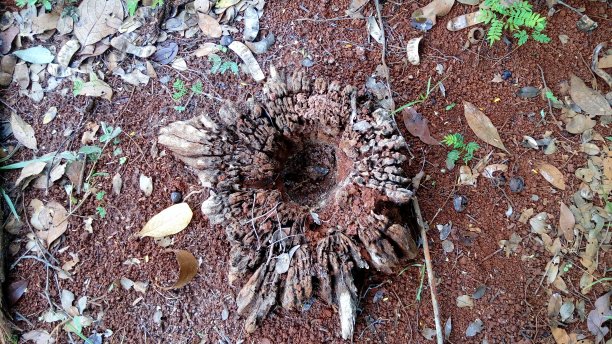 花园地板上的树干图片下载