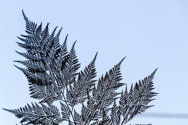 一种被称为葡萄牙花边的蕨类植物的剪影，以蓝色的天空为背景图片下载