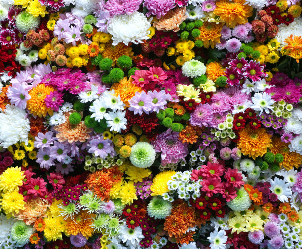 花墙背景与惊人的红色，橙色，粉色，紫色，绿色和白色菊花，婚礼装饰，手工制作美丽的花墙背景。图片下载