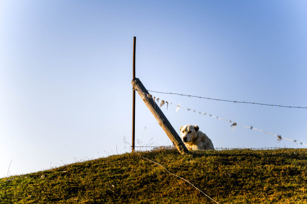 日出时，一条格鲁吉亚牧羊犬守卫着上奥马洛村的入口图片下载