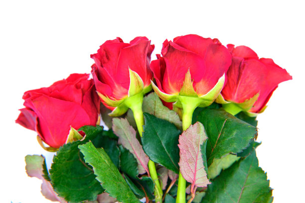孤立的白色背景上的红玫瑰图片下载