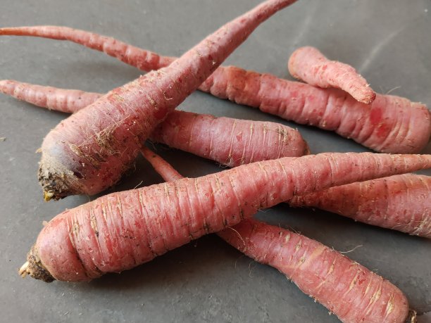 这是胡萝卜图片下载