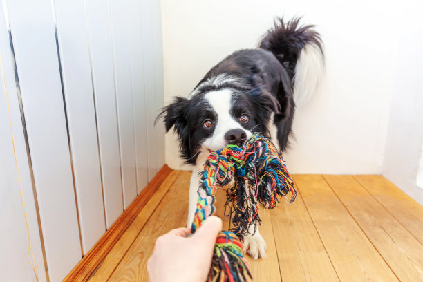 滑稽的肖像可爱的微笑小狗狗边境牧羊犬持有彩色绳子玩具在嘴里。家庭的新成员小狗在家里与主人玩耍。宠物护理和动物概念图片下载