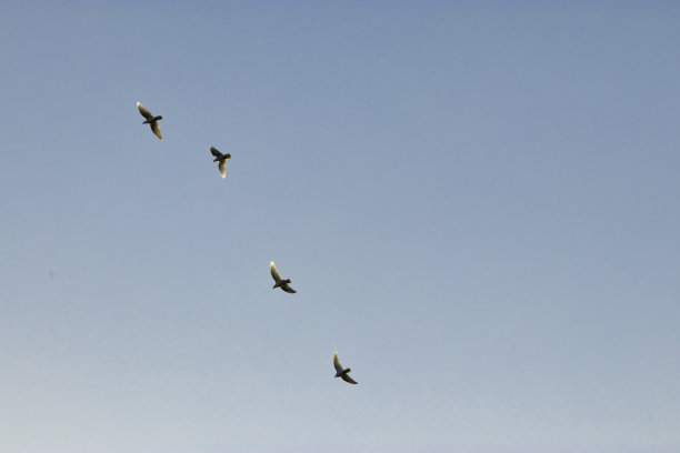 蓝色天空中四只鸟的黑色剪影。图片下载