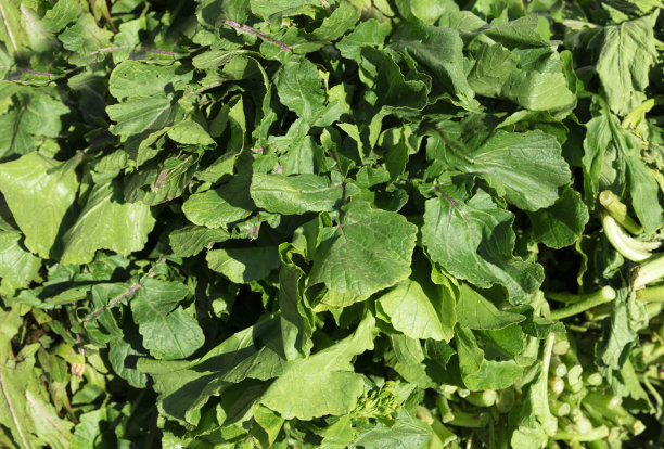 新鲜的绿色(新鲜辣根)蔬菜在受欢迎的博德鲁姆市出售图片下载