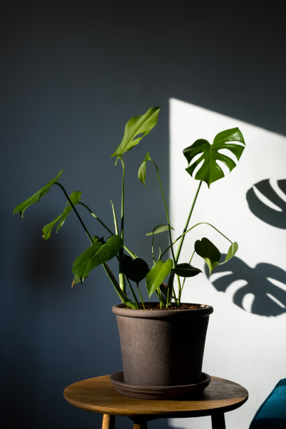 盆栽植物(Monstera deliciosa)在一个风格的家庭环境图片下载