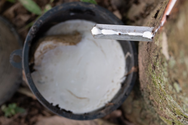 在黑色的杯子里，液体乳胶从橡胶树上滴下。种植背景概念农业图片下载