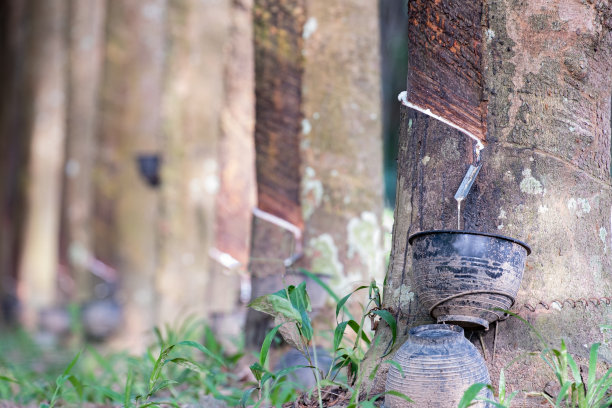 在黑色的杯子里，液体乳胶从橡胶树上滴下。种植背景概念农业图片下载
