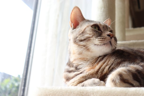 一只美丽的猫从窗帘比赛的一边向后看。图片下载