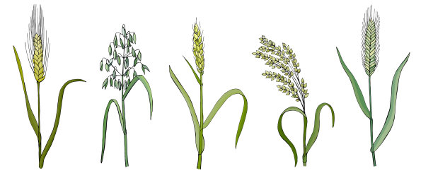 的谷物图片下载