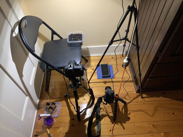 Time Lapse 2相机设置拍摄植物从种子发芽到长成黄瓜和花卉植物的照片图片下载