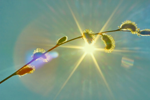 春天天气晴朗的一天。阳光下盛开的柳枝。春天的天空是蓝色的，树上长出了嫩芽。图片下载