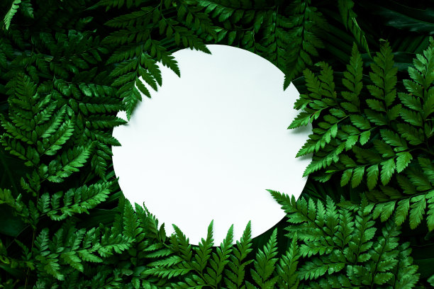 热带绿叶和棕榈树背景与白纸卡片说明图片下载