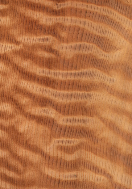 天然木质纹理背景。红杉树林图片下载