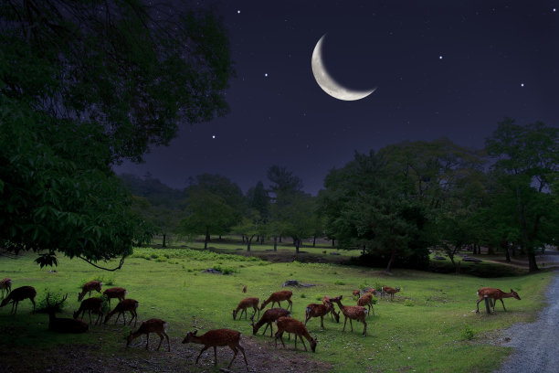 新月下的梅花鹿群图片下载