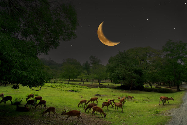 新月下的梅花鹿群图片下载