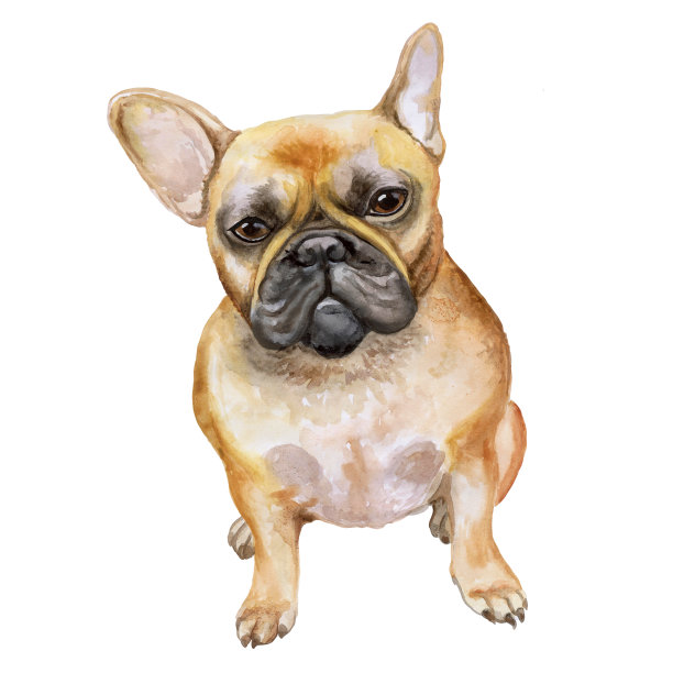 水彩画的法国斗牛犬狗图片下载