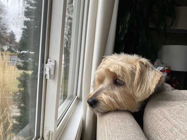 快乐的小狗图片下载