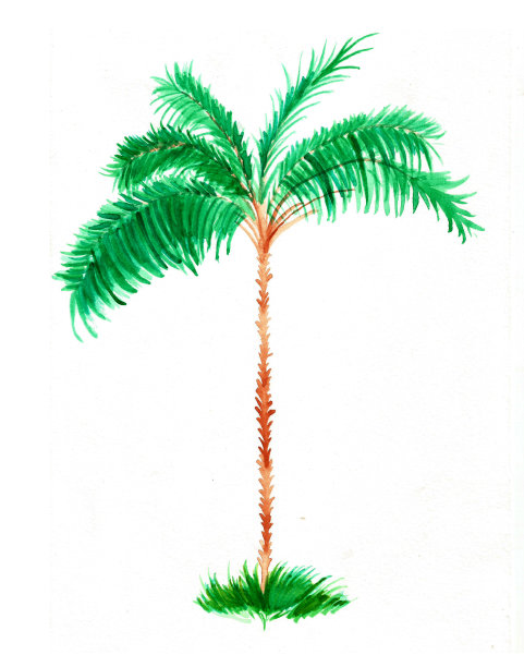 异国情调的棕榈水彩图片下载