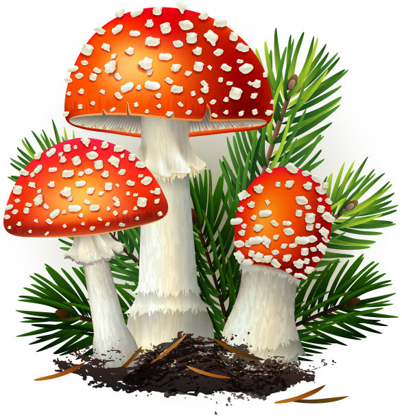 白伞菌孤立于白色图片下载